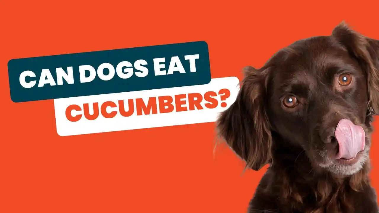 can dogs have cucumbers