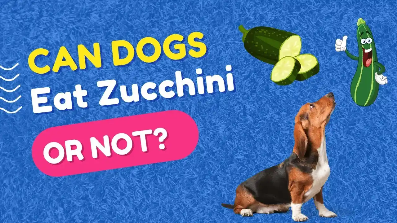 can dogs eat zucchini