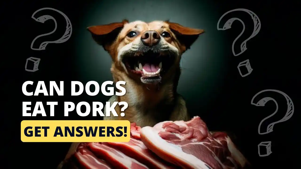 can dogs eat pork