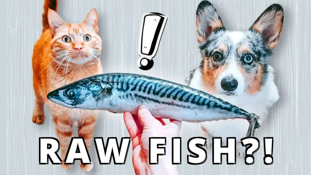 can dogs eat fish