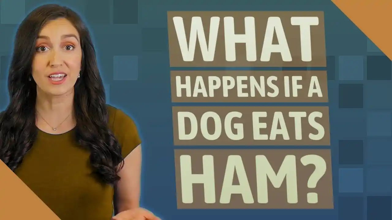 can dogs eat ham