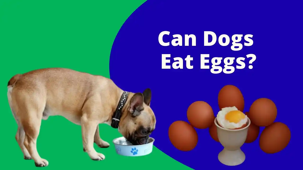 can dogs eat egg shells