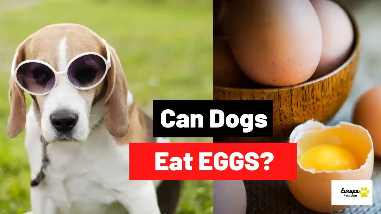 can dogs eat egg shells