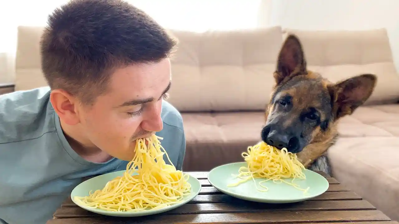can dogs eat spaghetti