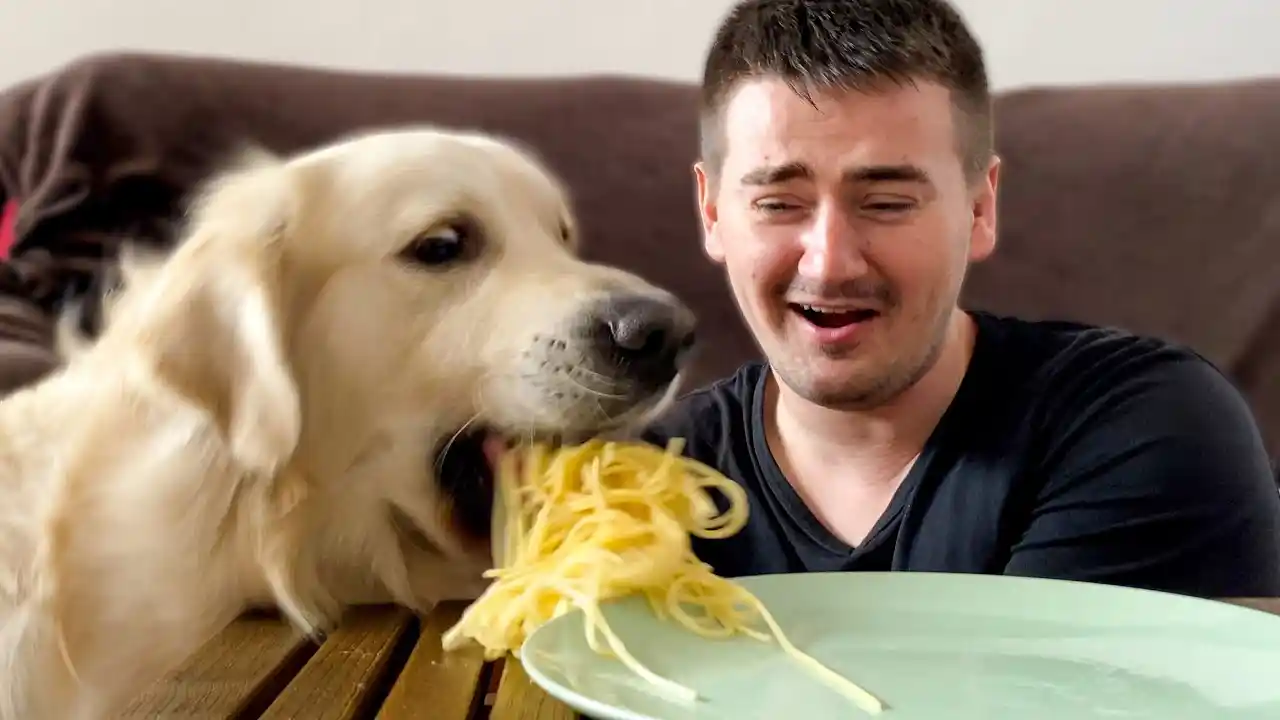 can dogs eat spaghetti