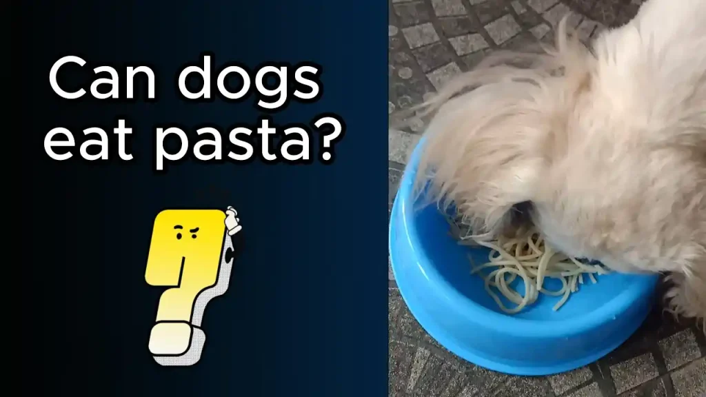 can dogs eat spaghetti