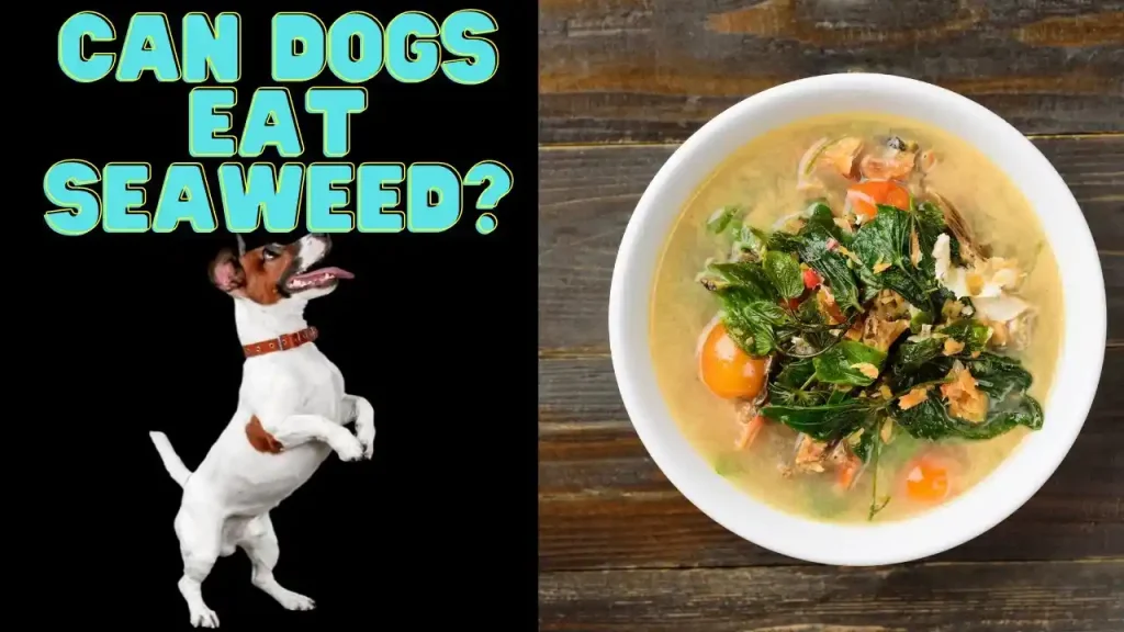 can dogs eat seaweed