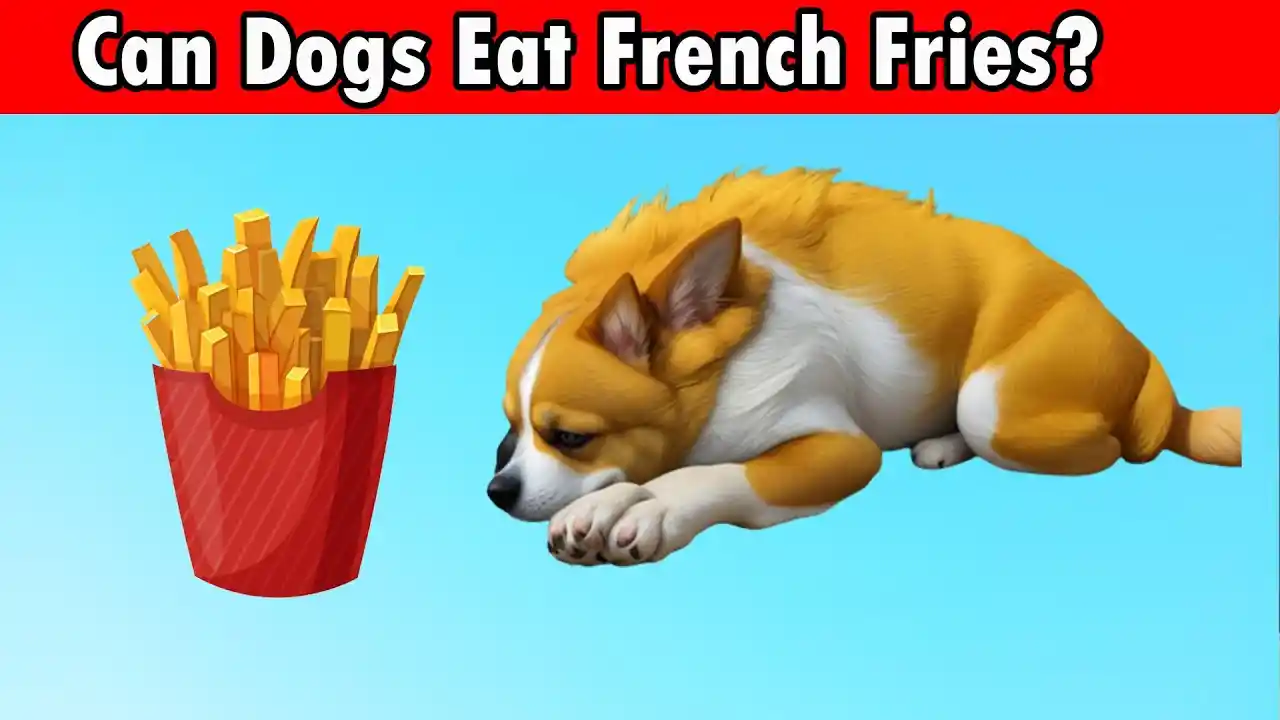 can dogs have french fries