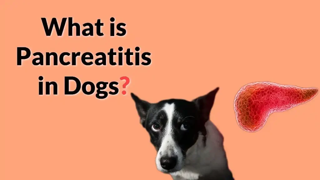 can dogs have french fries