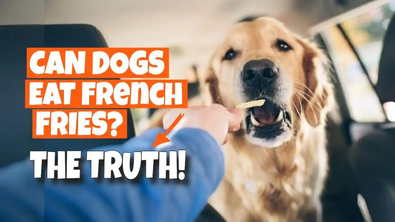 can dogs have french fries