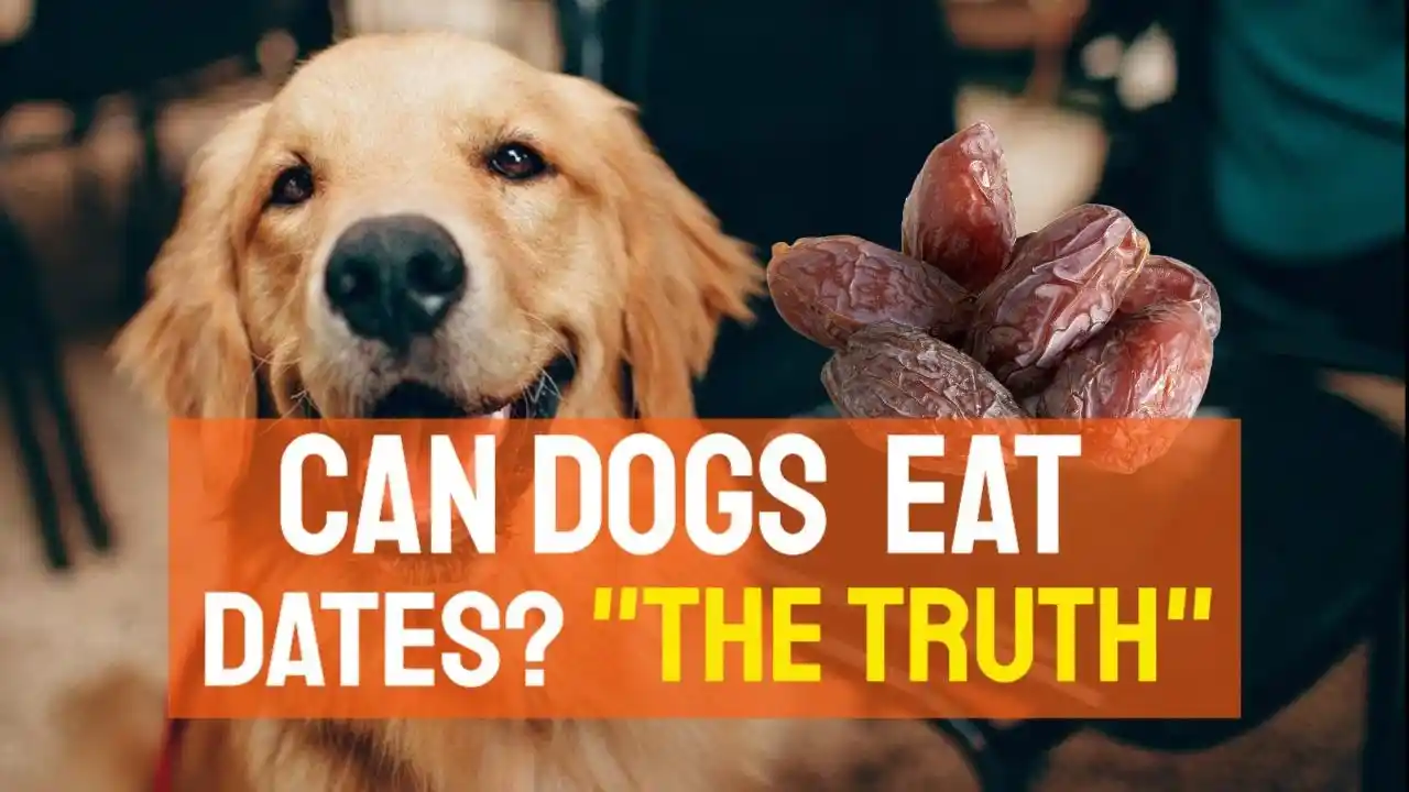 can dogs eat dates