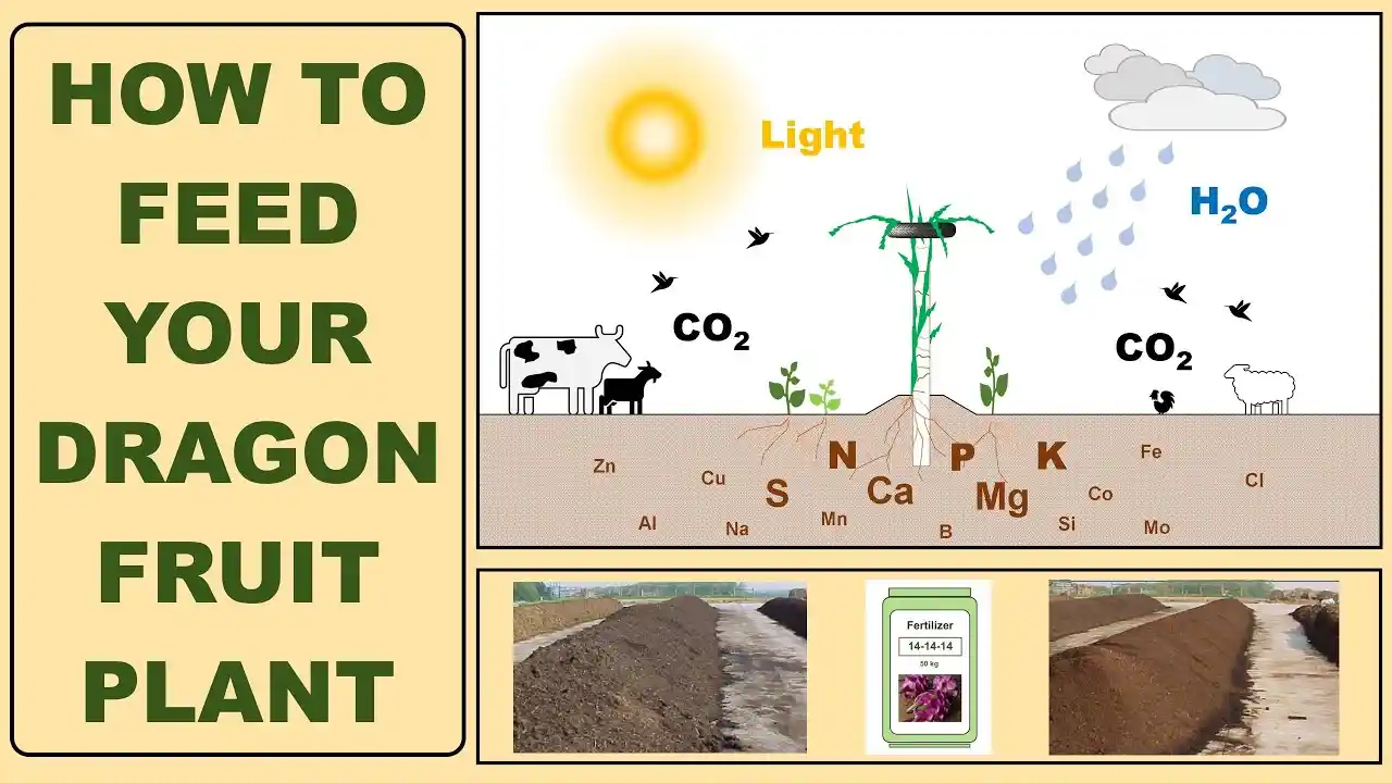 can dogs have dragon fruit