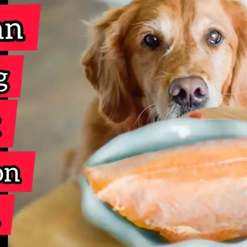 Can Dogs Eat Salmon Skin (Is Salmon Skin Good For Dogs)