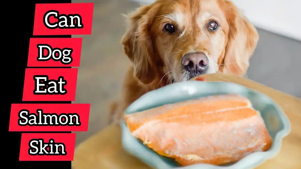 can dogs eat salmon skin